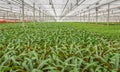 Potted plants in a greenhouse horticulture business in the Nethe