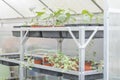 Potted plants growing in a greenhouse