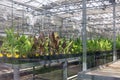 Potted plants growing inside a greenhouse nursery Royalty Free Stock Photo