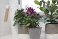 Potted plants Royalty Free Stock Photo