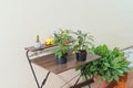 Potted plants inside a house. Urban Jungle Royalty Free Stock Photo