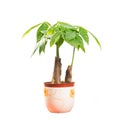 Potted Royalty Free Stock Photo