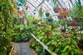 Potted plants on shelves and hanging from metal beams in greenhouse conservatory