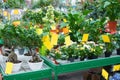 Potted plants shop.