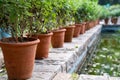 Potted plants sit on a cement wall near the Glass House greenhouse at Lodhi Garden in New Delhi India. Selective focus on the