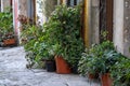 Potted plants sitting outside residential doorways in Porto, Portugal Royalty Free Stock Photo