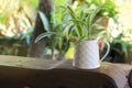 Potted plants with small leaves in the garden