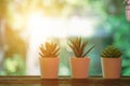 Potted plants - A small plant pot displayed in the window, Green home houseplants on windowsill Royalty Free Stock Photo