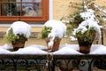 Potted plants with snow