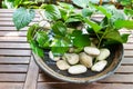 Potted plants with stagnant water potentially become mosquito br Royalty Free Stock Photo