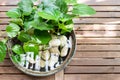 Potted plants with stagnant water potentially become mosquito br Royalty Free Stock Photo