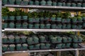 Potted plants in trays for sale on shelves of greenhouse