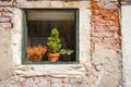 Potted plants in window in rustic bricks and concrete wall