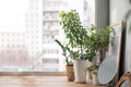 Potted plants on window sill Royalty Free Stock Photo