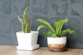 Potted plants on wooden countertops