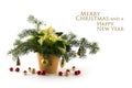 Potted poinsettia Euphorbia pulcherrima with white bracts, dec Royalty Free Stock Photo