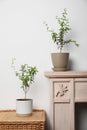 Potted pomegranate plants with green leaves near white wall