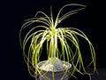 Potted ponytail palm