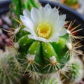 Potted Prickly Beauty: Cactus Adding Elegance to Indoor Spaces
