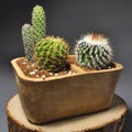 Potted Prickly Charm: A Cactus Thriving as an Indoor Delight