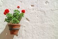 Potted Red Begonia Blossoming on White Rough Stone Wall Inside Santa Catalina Monastery, Arequipa, Peru