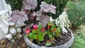 Potted red begonias and purple astilbe beside white plaster Pan with flute and other greens in spring garden bed Royalty Free Stock Photo