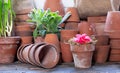 Potted red camelia flower amongst a creative display of terracotta pots.