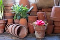 Potted red camelia flower amongst a creative display of terracotta pots.
