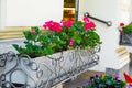 Potted red geranium flowers at restaurant entrance of european city, cityscape, architectural details, summertime Royalty Free Stock Photo