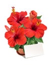 Potted red hibiscus flowers with a blanc for congratulations