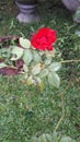  Potted red rose flower . It gives us a big beauty .