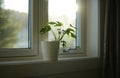 green plant in a windowsill sunbathing in a morning sunlight