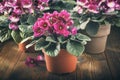 Potted Saintpaulia violet flowers. Planting potted flowers in rays of sunlight. Royalty Free Stock Photo