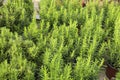 Potted Salvia Rosmarinus plant in the garden