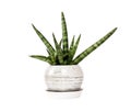 Potted Sansevieria cylindrica var. patula Boncel isolated on white background