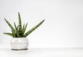 Potted Sansevieria cylindrica var. patula Boncel on a white wall background