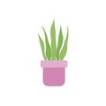 Potted sansevieria plants flat icon