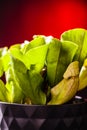 Potted Sarracenia purpurea closeup Royalty Free Stock Photo