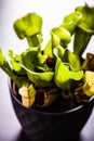 Potted Sarracenia purpurea detail Royalty Free Stock Photo