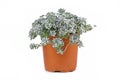 Potted `Sedum spathulifolium Cape Blanco` stonecrop plant Royalty Free Stock Photo