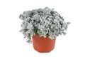 Potted Sedum spathulifolium Cape Blanco stonecrop plant Royalty Free Stock Photo