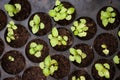 Potted seedlings growing in biodegradable peat moss. Royalty Free Stock Photo