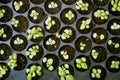 Potted seedlings growing in biodegradable peat moss. Royalty Free Stock Photo