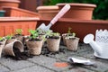 Potted seedlings growing in biodegradable peat moss pots from above. Royalty Free Stock Photo