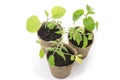 Potted seedlings growing in biodegradable peat moss pots Royalty Free Stock Photo