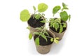Potted seedlings growing in biodegradable peat moss pots Royalty Free Stock Photo