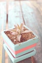 Potted seedlings growing in biodegradable peat moss pots on wood Royalty Free Stock Photo