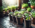 Potted seedlings growing in biodegradable peat moss pots on wooden background Royalty Free Stock Photo