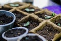 Potted seedlings growing in biodegradable peat moss pots Royalty Free Stock Photo