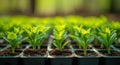 Potted Seedlings Growing in Fertile Soil